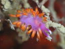 Flabellina rubropurpurata