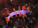 Flabellina rubropurpurata