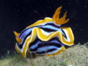 Chromodoris magnifica