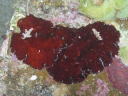 Platydoris sanguinea