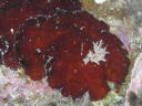 Platydoris sanguinea