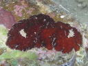 Platydoris sanguinea