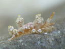 Eubranchus leopoldoi