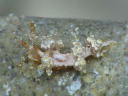 Eubranchus leopoldoi