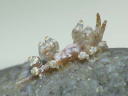 Eubranchus leopoldoi