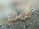 Eubranchus leopoldoi