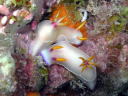 Hypselodoris bullocki