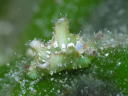 Elysia tomentosa