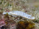 Chromodoris aspersa