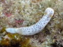 Chromodoris aspersa