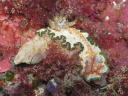 Glossodoris cincta