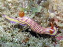 Hypselodoris whitei