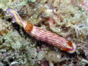 Hypselodoris whitei