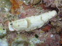 Dermatobranchus fasciatus