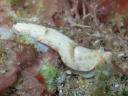 Dermatobranchus fasciatus