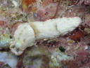 Dermatobranchus fasciatus
