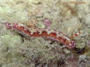 Hypselodoris maculosa