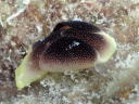 Chelidonura amoena