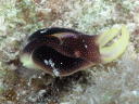 Chelidonura amoena