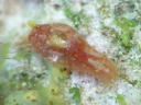 Haminoeidae sp. 3