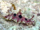 Dendrodoris denisoni