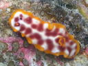 Hypselodoris purpureomaculosa