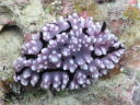 Phyllidiella granulatus