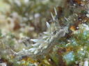 Herviella affinis