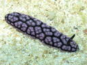 Phyllidiella pustulosa