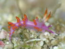 Flabellina rubropurpurata