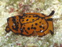 Berthella martensi