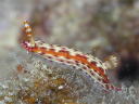 Hypselodoris maculosa