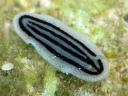 Phyllidiopsis striata