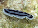 Phyllidiopsis striata