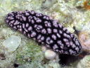 Phyllidiella pustulosa