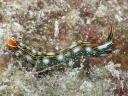 Thuridilla splendens