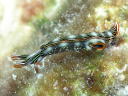 Thuridilla splendens