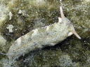 Plakobranchus ocellatus