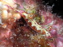 Hypselodoris maculosa