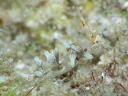 Eubranchus sp. 6