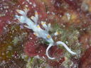 Flabellina macassarana