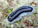 Phyllidiopsis striata