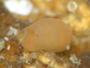 Gymnodoris inornata