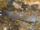 Gymnodoris sp. 11