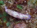 Hypselodoris bertschi