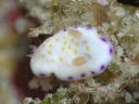 Goniobranchus rufomaculata