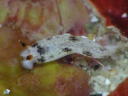 Dermatobranchus forutunatus