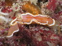 Glossodoris rufomarginata