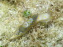 Gymnodoris sp. 8