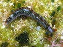 Thuridilla splendens